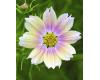 Cosmos. Apricot Lemonade 40 seeds