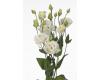 Lisianthus. Alissa Pure White 20 pellets