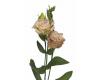 Lisianthus. Alissa Apricot 20 pellets