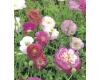 Papaver. Poppy Rhoeas Shirley Double Mixed 3500 seeds