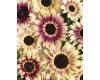 Helianthus. Summer Lovin 25 seeds