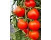 Tomato Akron 10 seeds