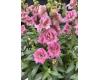 Antirrhinum. Doubleshot Hot Pink 25 seeds