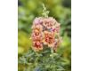 Antirrhinum. Twinny Bronze Shades 25 seeds