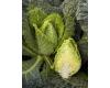 Cabbage Stelvio (pointed savoy) 25 seeds
