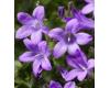 Campanula. Clockwise Deep Blue 25 seeds