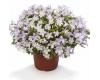 Campanula. Clockwise White Blush 25 seeds