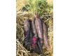 Carrot Purple Sun 300 seeds