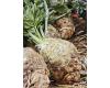 Celeriac Prinz 40 seeds