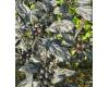 Chilli Black Pearl 10 seeds