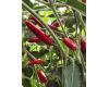 Chilli Black Cobra 10 seeds
