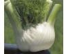 Fennel Solaris 40 seeds