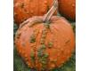Pumpkin Warty Goblin 5 seeds