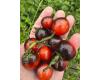 Tomato Inkspot MD 10 seeds