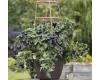 Tomato Akoya  10 seeds