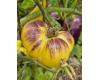 Tomato Sart Roloise 10 seeds