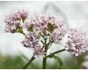Valerian Common 200 seeds