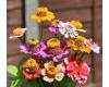 Zinnia. Zinderella Mix 20 seeds