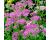 Achillea. Cerise Queen 100 seeds