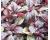 Amaranth Red Aztec 500 seeds
