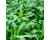 Japanese Greens Mibuna 300 seeds