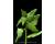 New Zealand Spinach 5 gram approx 70 seeds