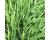 Chinese Chives Nira 100 seeds