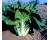 Pak Choi Joi Choi 125 seeds