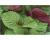 Perilla Shiso Britton 200 seeds