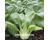 Pak Choi Yuushou 300 seeds