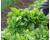 Chop Suey Shungiku Greens 600 seeds