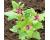 Magenta Spreen Tree Spinach 200 seeds