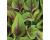 Amaranth Red Callaloo 500 seeds
