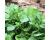 American or Land cress 750 seeds