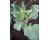 Kailaan Kichi Chinese Broccoli 200 seeds