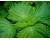 Perilla Green crinkly leaf 400 seeds
