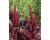 Amaranthus. Foxtail 400 seeds