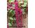 Amaranthus. Caudatus Red 1000 seeds