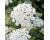Ammi. visnaga Casablanca 200 seeds