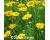 Chamomile Anthemis. Kelwayii 700 seeds