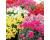 Antirrhinum. Floral Showers Mixed 100 seeds