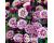 Aquilegia. Winky Double Red and White 15 seeds