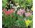 Armeria. Ballerina Mixed  20 seeds