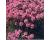 Armeria. maritima Splendens 50 seeds