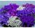 Brachycome iberidifolia. Bravo mixed 500 seeds