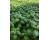 Basil Bosham 500 seeds