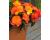 Begonia. NonStop Fire 30 Pelleted seeds