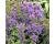 Campanula. Acaulis 500 seeds