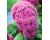 Celosia. King Coral 20 seeds