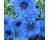 Cornflower. Blue Diadem 180 seeds